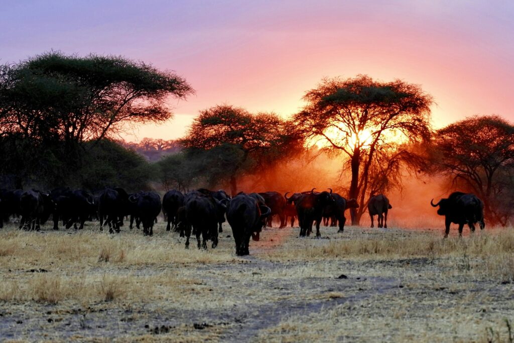 Buffalo grazing beneath acacia trees at sunset
