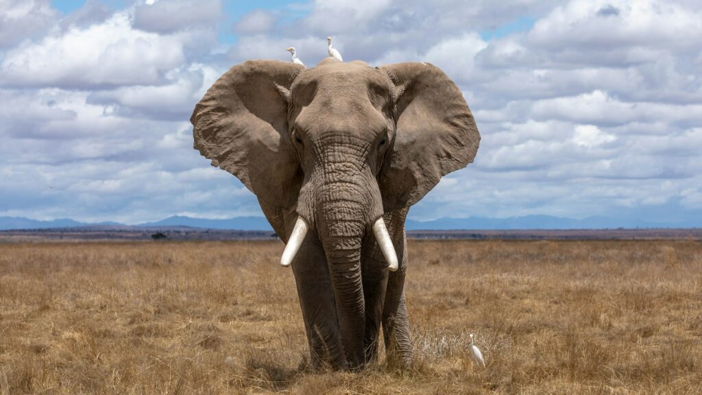An elephant facing the camera on the savannah