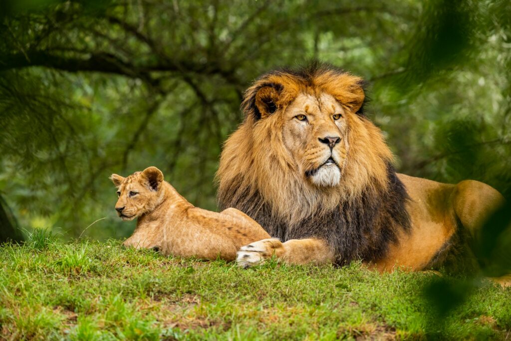 A lion and lioness resting in the grass of the Maasai Mara