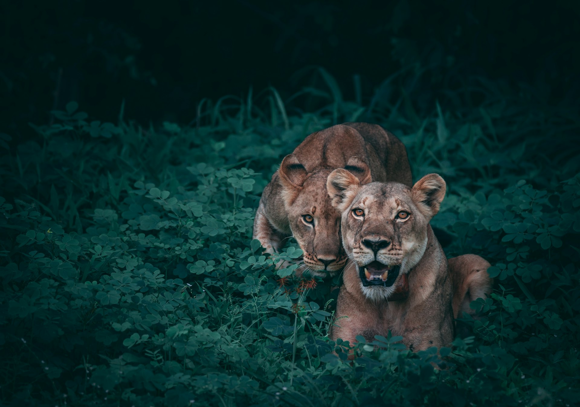 Two lionesses resting in long grass